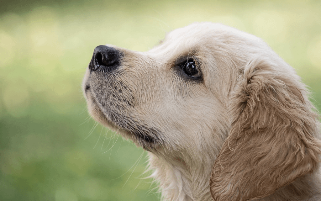 Chewy picks legal dogfight as it makes aggressive push into the pet meds market – NY Post – Ayman Soliman Quoted Thumbnail